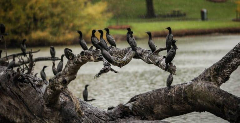 Dream Job Available in the Riverina Region, NSW