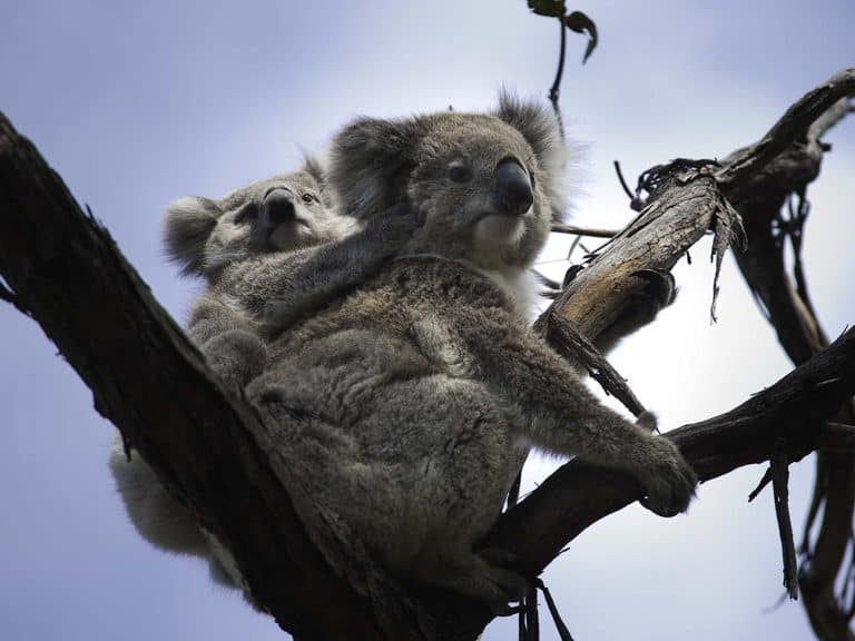 Dream Job Available in the Gippsland Region
